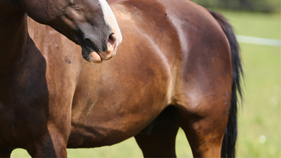 Assimilation et digestion