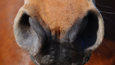 Confort respiratoire