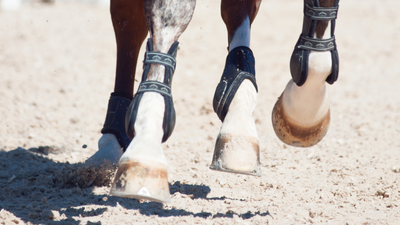 Articulations et sabots