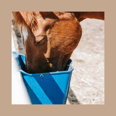 Argile Verte Alimentaire | PROTECTRICE ET ABSORBANTE | TROUBLE GASTRO-INTESTINAL