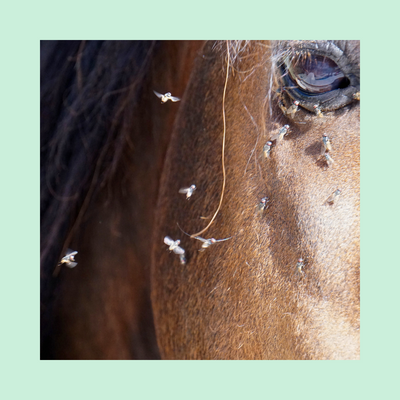 Super Plus Fly Gel | RÉPULSIF HAUTE PROTECTION | N° 1 DES VENTES BARRIER ANIMAL HEALTH