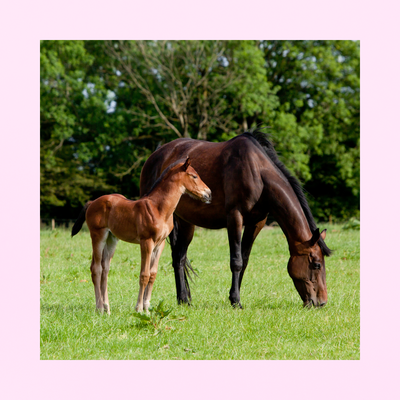 Cal-Phos | GESTATION ET CROISSANCE | SOLIDITÉ OSSEUSE ET DENTAIRE