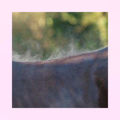 Everyday Electrolyte | MINÉRAUX ESSENTIELS QUOTIDIEN DE QUALITÉ SUPÉRIEURE