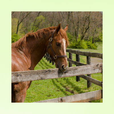 Gastro Mag | AWARD WINNER | BARRIÈRE ACIDITÉ GASTRIQUE