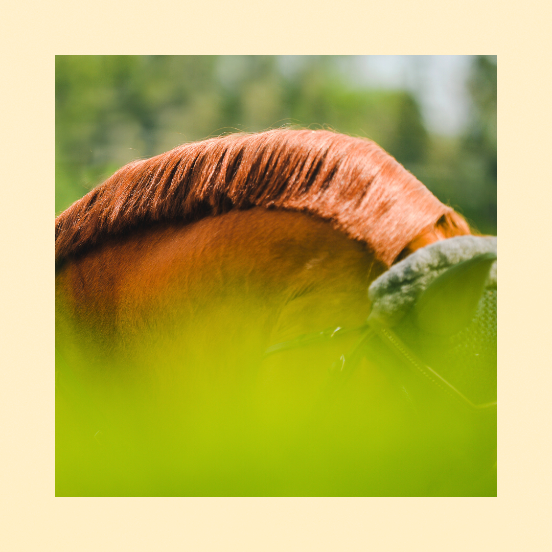 Mane & Tail Detangler | DÉMÊLANT EXPRESS CRINIÈRE ET QUEUE