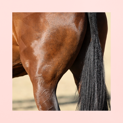 L-Carnitine | BRÛLEUR DE GRAISSE | ANTI-FATIGUE EFFORT INTENSE