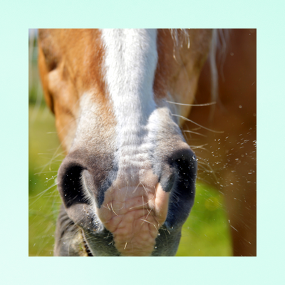 Breeze-Up | SOULAGE + ASSAINIT LES VOIES RESPIRATOIRES