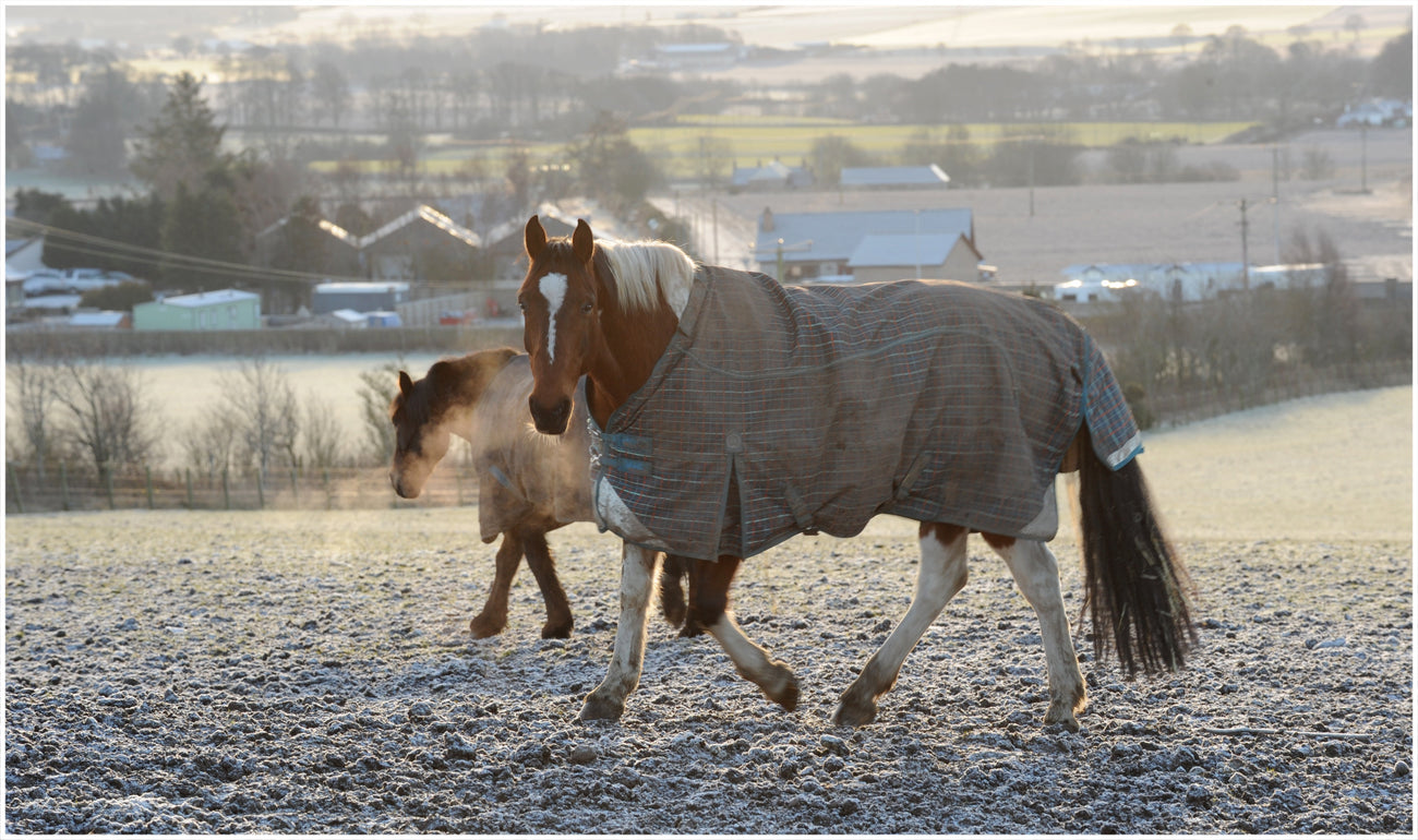 Vitalité du cheval senior