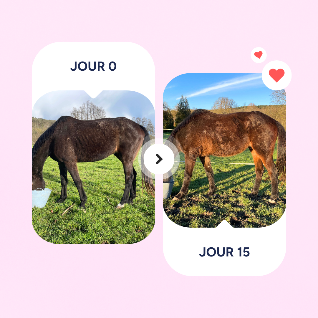 Equine OAP | SPECTRE ULTRA-COMPLET | ÉTAT | CONFORT ET VITALITÉ