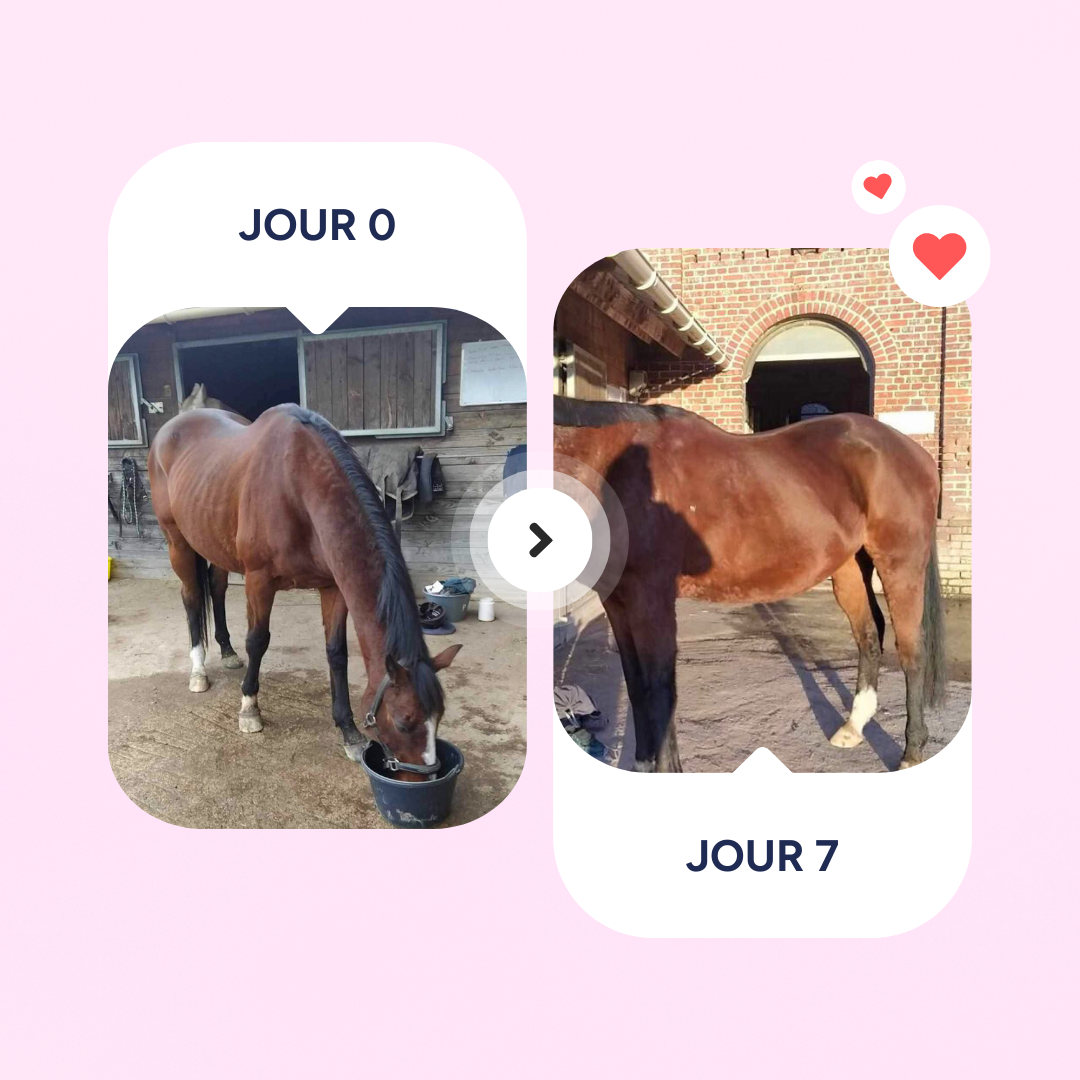 Equine OAP | SPECTRE ULTRA-COMPLET | ÉTAT | CONFORT ET VITALITÉ