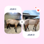 Equine OAP | SPECTRE ULTRA-COMPLET | ÉTAT | CONFORT ET VITALITÉ