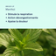 Breeze-Up | SOULAGE + ASSAINIT LES VOIES RESPIRATOIRES