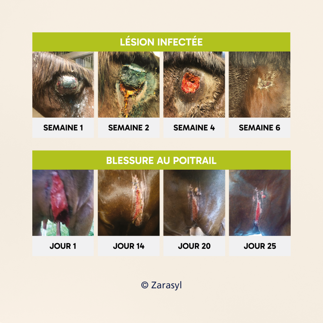 Zarasyl Equine | RÉPARATION PROFONDE TISSUS CUTANÉS + REPOUSSE DU POIL