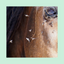 Super Plus Fly Spray | RÉPULSIF HAUTE PROTECTION | N° 1 DES VENTES BARRIER ANIMAL HEALTH