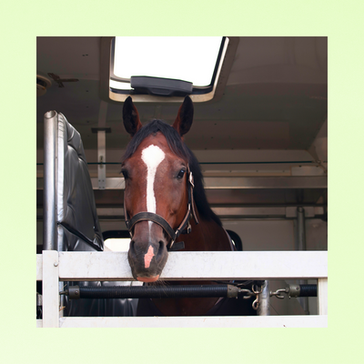 TransVite Paste |  | PROBIOTIQUES ET PRÉBIOTIQUES | STRESS INTESTINAL