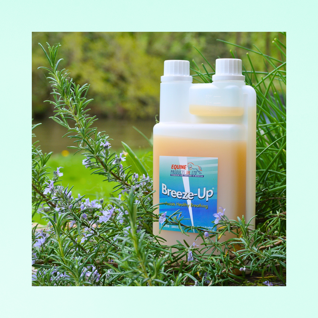 Breeze-Up | SOULAGE + ASSAINIT LES VOIES RESPIRATOIRES