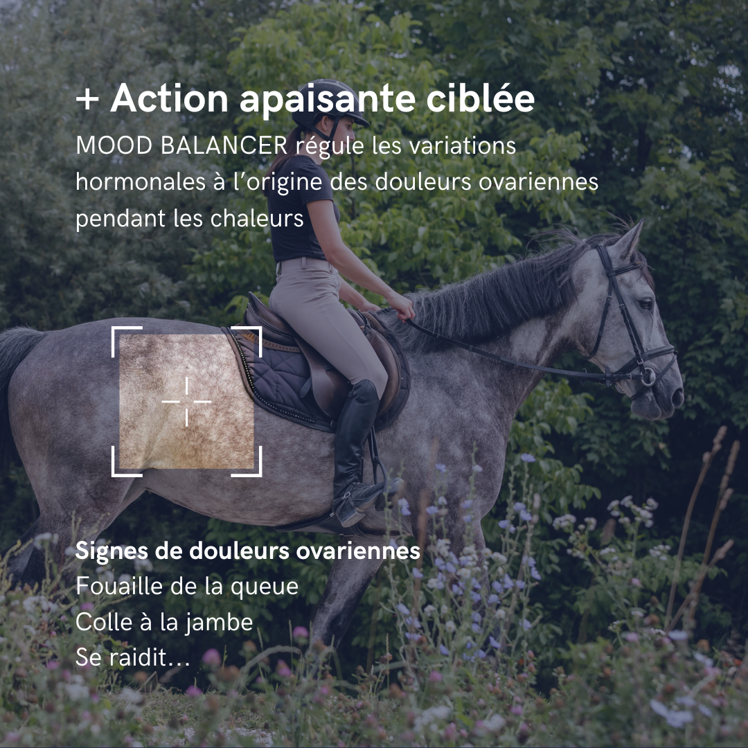 Mood Balancer | JUMENTS EN CHALEUR | L-TRYPTOPHANE | CONFORT ET RÉGULARITÉ
